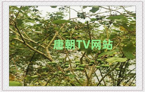 唐朝TV网站